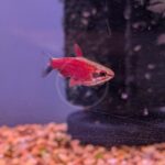 A small red and silver fish swims in an aquarium near a dark filter, with gravel on the tanks bottom and a purple background.