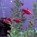 Five small, bright red fish swim together among green aquatic plants in a clear aquarium with a purple-tinted background.