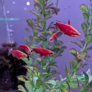 Five small, bright red fish swim together among green aquatic plants in a clear aquarium with a purple-tinted background.