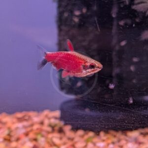 A small red and silver fish swims in an aquarium near a dark filter, with gravel on the tanks bottom and a purple background.