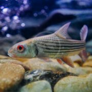 A striped fish with red eyes swims near smooth rocks underwater, with a blurred aquatic background.