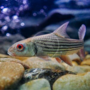 A striped fish with red eyes swims near smooth rocks underwater, with a blurred aquatic background.