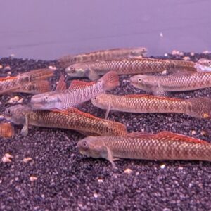 Several small, elongated fish with speckled brown and orange patterns rest on dark gravel at the bottom of an aquarium.