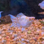 A white and orange fish swims in a tank above a bed of small pebbles, with another fish partially visible on the left.