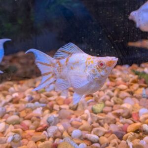 A white and orange fish swims in a tank above a bed of small pebbles, with another fish partially visible on the left.