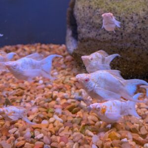 Several white angelfish with orange markings swim together in an aquarium, above a layer of orange gravel with a large stone in the background.
