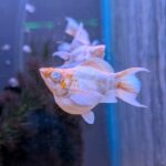 A pale orange and white fish with a round belly swims near the glass of an aquarium, its reflection visible in the glass behind it.