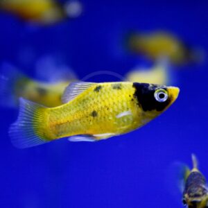 A yellow fish with black markings on its head and fin swims in a blue aquarium, with other blurred fish in the background.