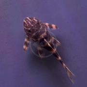 A small, brown fish with striped fins and tail swims against a purple background, viewed from above.