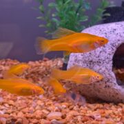 Several bright orange fish swim in a tank with gravel, greenery, and a white decorative structure.