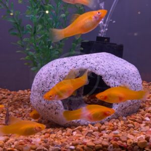Several orange fish swim around a white stone cave decoration in a gravel-lined aquarium, with green aquatic plants and a filter in the background.
