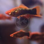 Two small fish with orange and black coloring swim in an aquarium. The background is blurred, with faint shapes of other fish and water.