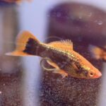 An orange and black molly fish swims in an aquarium, with light reflecting off its shiny scales and small bubbles visible on the glass.