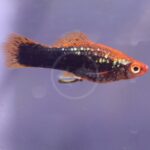 A close-up of a small, colorful fish with an orange head, spotted black body, and translucent fins swimming in clear water.