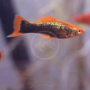A close-up of an orange and black fish swimming in an aquarium with a blurred background.