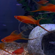 Several vibrant orange SWORDTAIL - HIFIN LYRETAIL Xiphophorous hellerii fish swim near a stone aquarium ornament, with gravel substrate and lush green plants in the background.