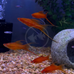 Six SWORDTAIL - HIFIN LYRETAIL Xiphophorous hellerii swim together over gravel near an arch-shaped aquarium ornament, with aquatic plants and a few small fish in the background.