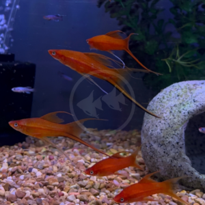 Six SWORDTAIL - HIFIN LYRETAIL Xiphophorous hellerii swim together over gravel near an arch-shaped aquarium ornament, with aquatic plants and a few small fish in the background.