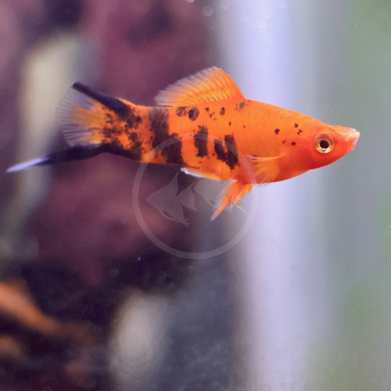 SWORDTAIL-PAINTED-Xiphophorous-hellerii-1DONE.jpeg A close-up of an orange and black platy fish swimming in an aquarium, with a blurred background.