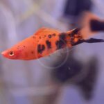 An orange and black spotted fish with a pointy tail swims in a tank with a blurred background.