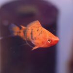 A close-up of an orange and black fish swimming in an aquarium, with a blurred dark background.