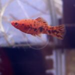 An orange and black spotted fish swims in an aquarium, with blurred plants and glass in the background.