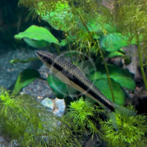 A slender Siamese algae eater (ALGAE EATER - SIAMESE / SAE Crossocheilus oblongus) with a horizontal black stripe running along its side, swimming through aquatic plants.