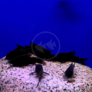 A group of CATFISH - CORYDORAS BLACK VENEZUELAN’ Corydoras schultzei resting on a light-colored, speckled rock against a bright blue background.