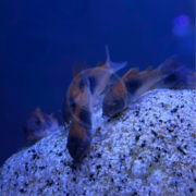 A group of CATFISH - CORYDORAS ORANGE VENEZUELAN Corydoras venezuelanus resting on a speckled rock in an aquarium.