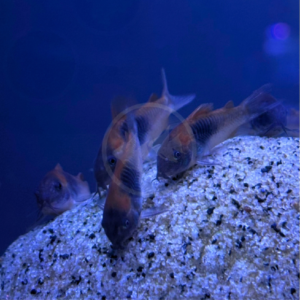 A group of CATFISH - CORYDORAS ORANGE VENEZUELAN Corydoras venezuelanus resting on a speckled rock in an aquarium.