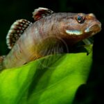 A small, patterned MISC - GOBY FLAME Rhinogobius zhoui with red-tinged fins resting on a large green leaf.