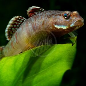 A small, patterned MISC - GOBY FLAME Rhinogobius zhoui with red-tinged fins resting on a large green leaf.