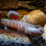 A small, light-colored MISC - GOBY FLAME Rhinogobius zhoui with red-orange vertical stripes and fin highlights rests on a river stone with its mouth slightly open.