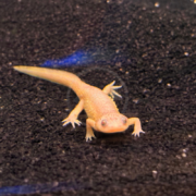 A light-colored axolotl standing on dark, grainy substrate.