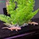 Two pale, leucistic NEWT - SPANISH RIBBED LEUCISTIC Pleurodeles waltl resting on a dark substrate in front of a green artificial plant.