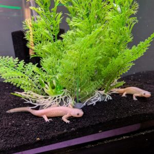 Two pale, leucistic NEWT - SPANISH RIBBED LEUCISTIC Pleurodeles waltl resting on a dark substrate in front of a green artificial plant.