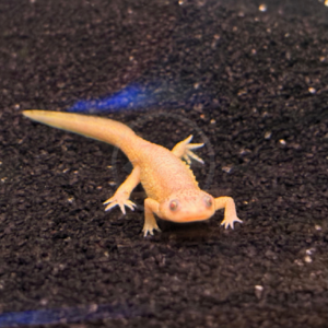 A light-colored axolotl standing on dark, grainy substrate.