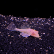 An albino bristlenose pleco fish rests on dark aquarium gravel.