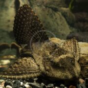 A dark brown pleco with a prominent, fan-like dorsal fin resting on dark gravel in an aquarium.