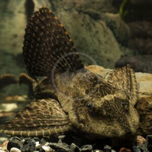 A dark brown pleco with a prominent, fan-like dorsal fin resting on dark gravel in an aquarium.