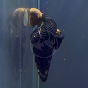 A dark, spiral-shaped snail crawls up the glass of an aquarium.
